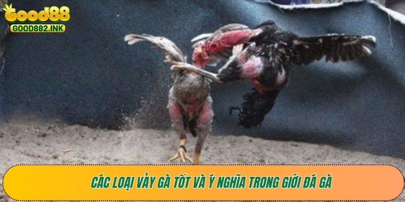 Mẹo Nhận Diện Chiến Kê Có Vảy Gà Tốt: Đánh Bại Mọi Đối Thủ 3 Các loại vảy gà tốt và ý nghĩa trong giới đá gà