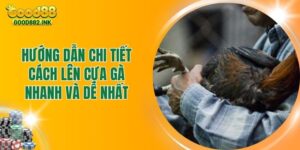 Hướng Dẫn Chi Tiết Cách Lên Cựa Gà Nhanh Và Dễ Nhất