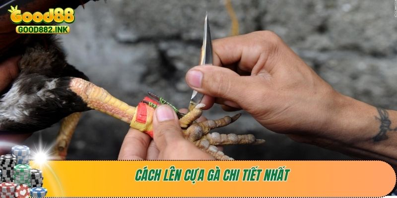 Hướng Dẫn Chi Tiết Cách Lên Cựa Gà Nhanh Và Dễ Nhất 3 Cách lên cựa gà chi tiết nhất