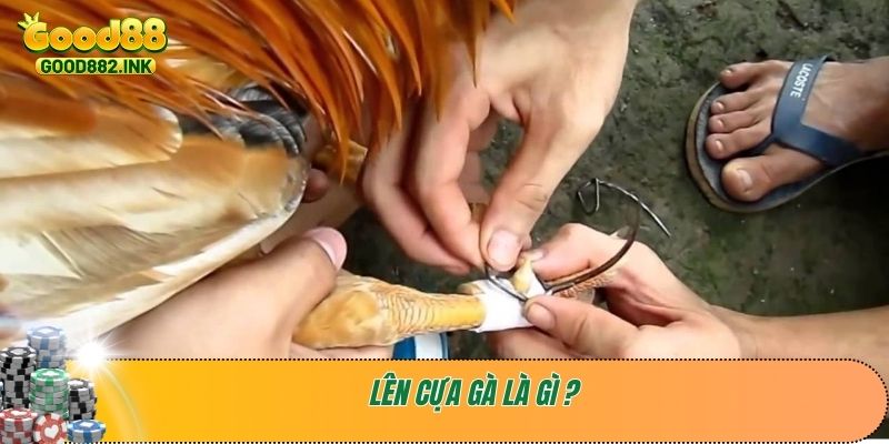 Hướng Dẫn Chi Tiết Cách Lên Cựa Gà Nhanh Và Dễ Nhất 2 Lên cựa gà là gì ?