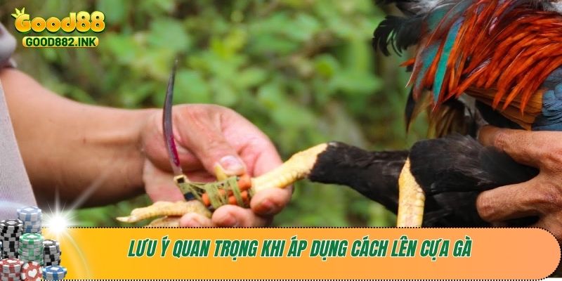 Hướng Dẫn Chi Tiết Cách Lên Cựa Gà Nhanh Và Dễ Nhất 4 Lưu ý quan trọng khi áp dụng cách lên cựa gà