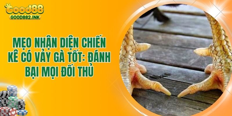 Mẹo Nhận Diện Chiến Kê Có Vảy Gà Tốt: Đánh Bại Mọi Đối Thủ 1 Mẹo Nhận Diện Chiến Kê Có Vảy Gà Tốt: Đánh Bại Mọi Đối Thủ