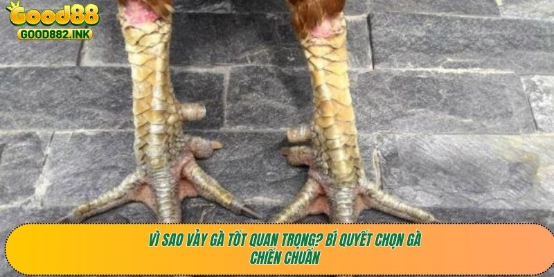 Mẹo Nhận Diện Chiến Kê Có Vảy Gà Tốt: Đánh Bại Mọi Đối Thủ 2 Vì sao vảy gà tốt quan trọng? Bí quyết chọn gà chiến chuẩn